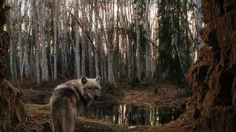 Wolf Background Wallpaper Image Design Trends