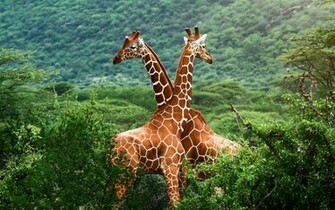 Giraffe Achtergronden Dieren HD Wallpaper Foto Jpg