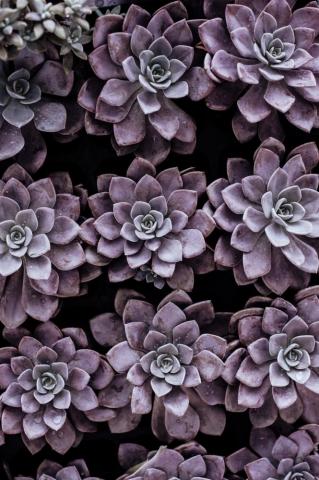 Purple Succulent Plants Photo Plant Image