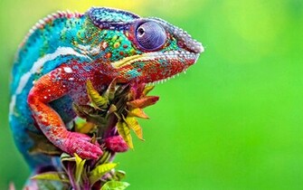 Chameleon HD Wallpaper Background