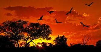 The Top Trending Wallpaper Of Kenya