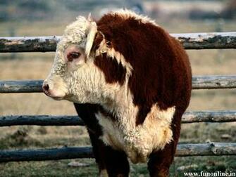 Bull Wallpaper Angry HD Bulls
