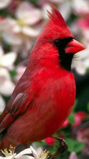 Felicia Wert Red Bird High Quality Wallpaper