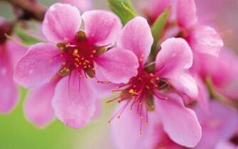 Peach Blossom Nice Flowers Wallpaper