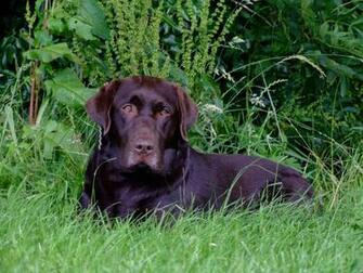 Chocolate Lab Wallpaper Desktop