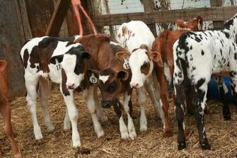 Real Farm Animals Wallpaper Zoo Collection