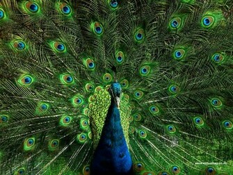 Virtual Bay Wallpaper Gallery Peacock