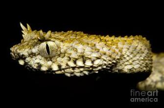 Pin Bush Viper Image