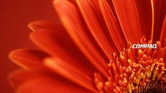 Compaq Vista Flower Desktop Pc And Mac Wallpaper