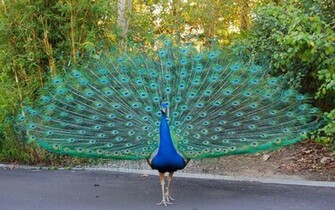 Peacock Wallpaper