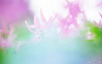 Beautiful Flower Background Pictures