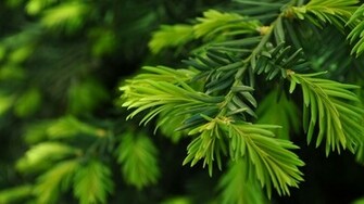 Pine Tree Wallpaper