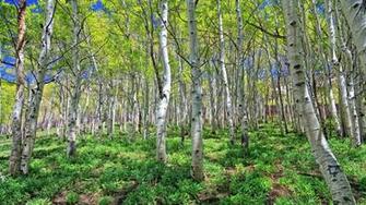 Birch Forest High Quality And Resolution Wallpaper