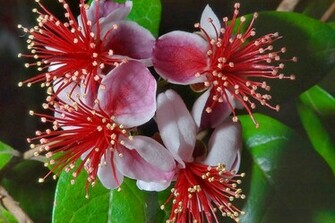 Exotic Flowers Wallpaper