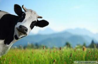Funny Cow Quotes