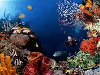 Underwater Scuba Diving Wallpaper Pictures