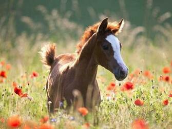 Spring Baby Horses