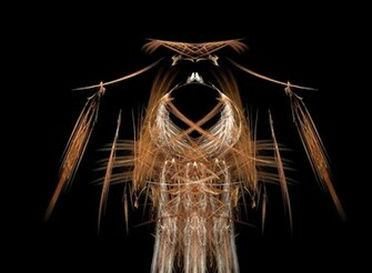 Native American Background