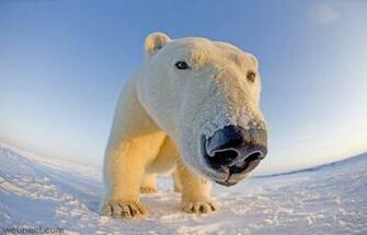 Wildlife Photography