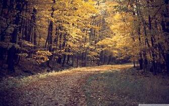 Fall Forest Wallpaper Sf