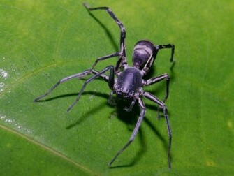 Unusual Spider Wallpaper