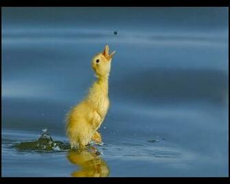 Fly Duckling Baby Birds Wallpaper Desktop