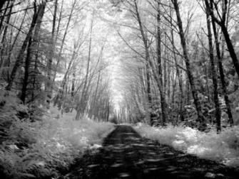 Snowy Forest Road Wallpaper HD