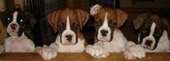 Source Url Crazygallery Info Boxer Puppies Html