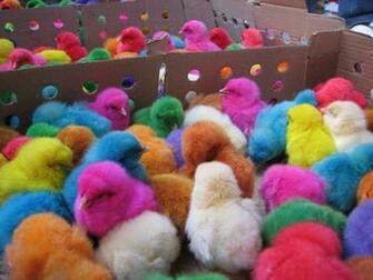 Easter Chicks Tofix Wallpaper