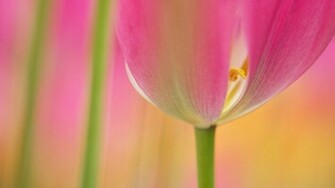 Pink Tulips Wallpaper