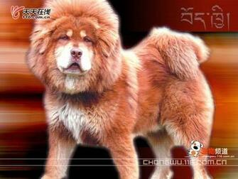 Tibetan Mastiff Wallpaper Resolution 17s Image Size