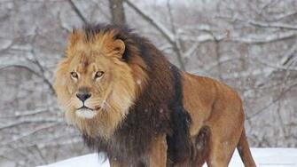 Lion Picture For iPhone Blackberry iPad Zing Screensaver