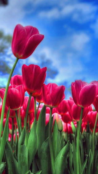 Wallpaper iPhone Beautiful Nature Tulips Spring Flowers