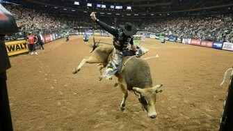 Bull Riding Wallpaper