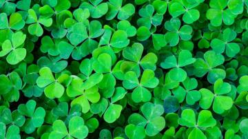 Irish Channel St Patrick S Day Celebrations To Continue In