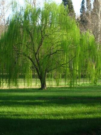 Sauce De Aranjuez By Snapewhite