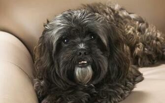 Shih Tzu Dog Muzzle Bushy Stock Photos Image HD