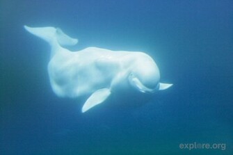 Beluga Wallpaper