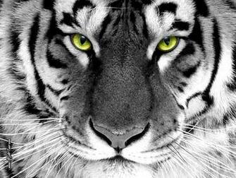 4u Wallpaper Supermooie Gratis HD Animals