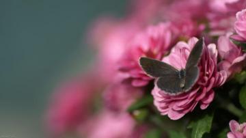 Butterfly On Pink Rose Flower Wallpaper Flowers
