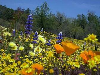 Top Texas Wildflower Desktop Wallpaper