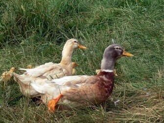 Ducks With Ducklings Wallpaper S