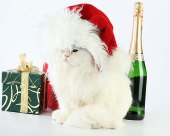 Funny Image Collection Christmas Cat Decorations