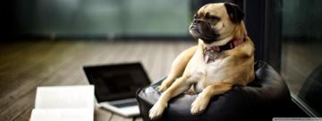 Tired Pug Ultra HD Desktop Background Wallpaper For 4k UHD Tv
