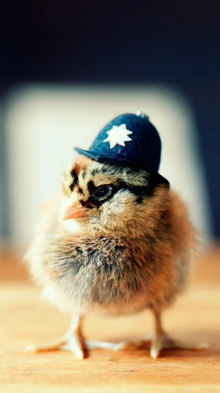 Cool Animal iPhone Wallpaper