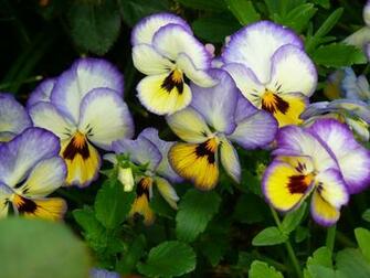 Pansy Wallpaper