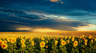 Sunflower Field Wallpaper