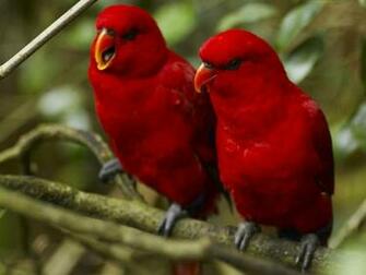 Wallpaper Bird