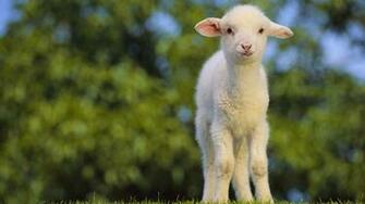 Sheep Computer Wallpaper Desktop Background Id