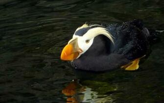 Wallpaper Tufted Puffin